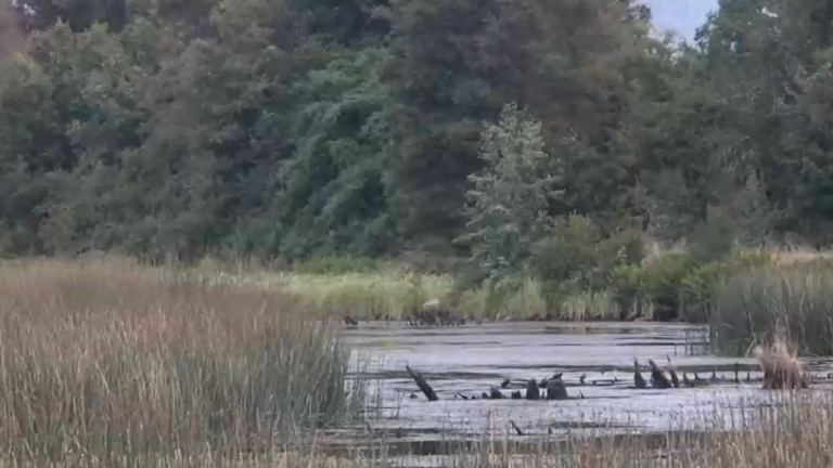 Piden cambiar proyecto de construcción: Habitantes de Valdivia buscan proteger el Humedal Angachilla
