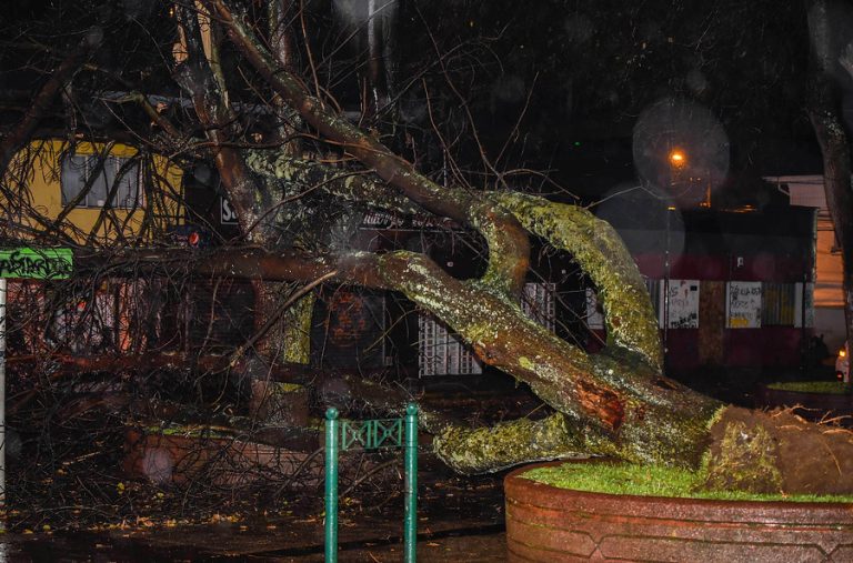 Murió aplastado por un árbol mientras llevaba en el hombro a su hijo de 3 años