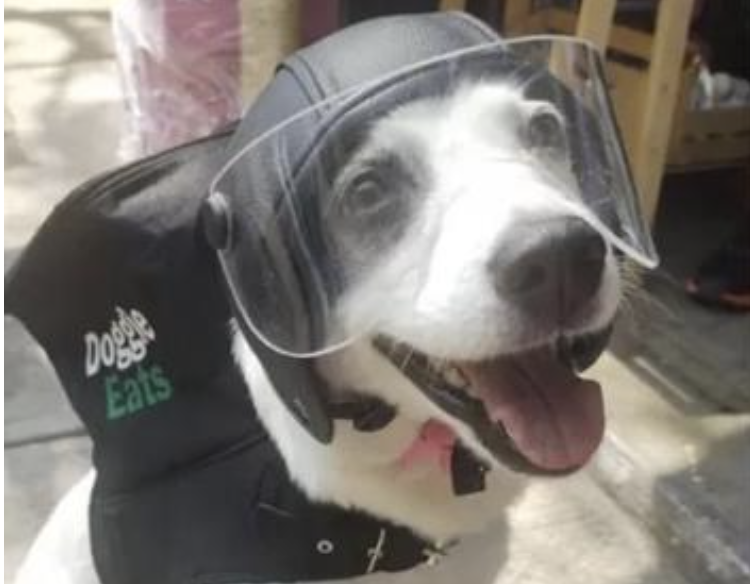 Doggie Eats: Perrita se luce como delivery para ayudar a un refugio de animales