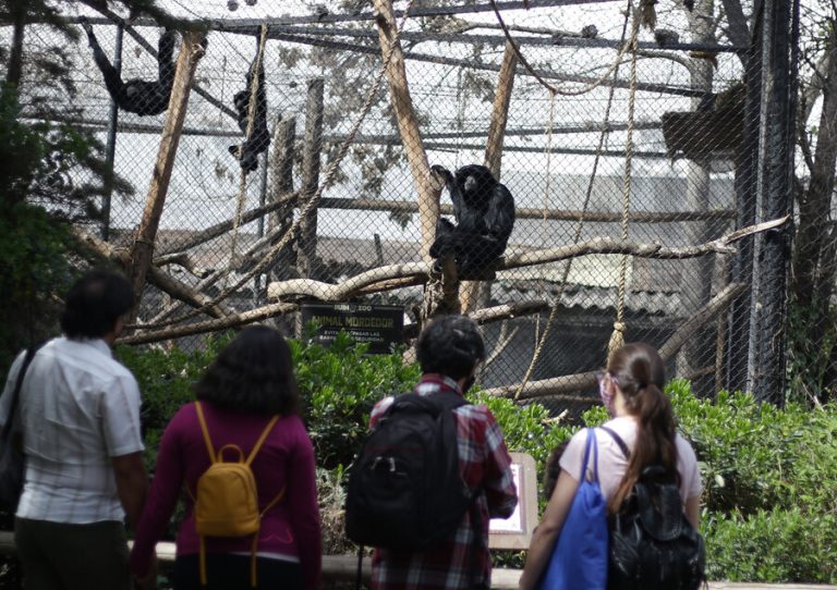 Tras más de dos meses cerrado, Buin Zoo reabre sus puertas con plan especial de seguridad