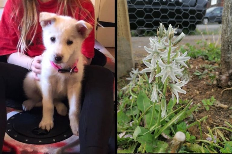 Trágica muerte de cachorro por semilla de planta: La dueña llamó a ser 