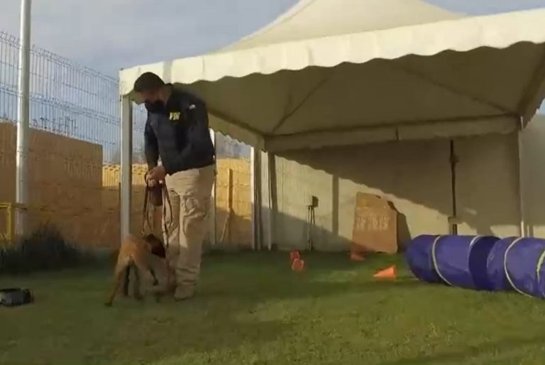 Así adiestran a los nuevos perros de la PDI: Son 5 cachorros pastores belgas