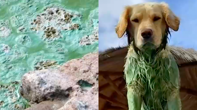 Su color cambió a verde: Denuncian grave contaminación en el Lago Rapel