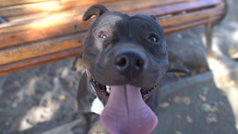 Emergentes, capítulo 10 | Perros, más que mascotas