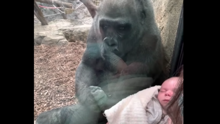 Gorila muestra a su cría a través del vidrio cuando una mujer se acercó con su guagua en brazos