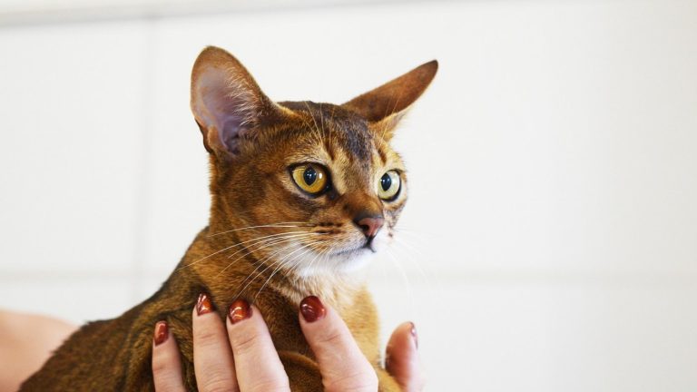 Hallan cuerpo de anciana que murió hace meses en su hogar: Fue encontrada junto al cadáver de sus 5 gatitos