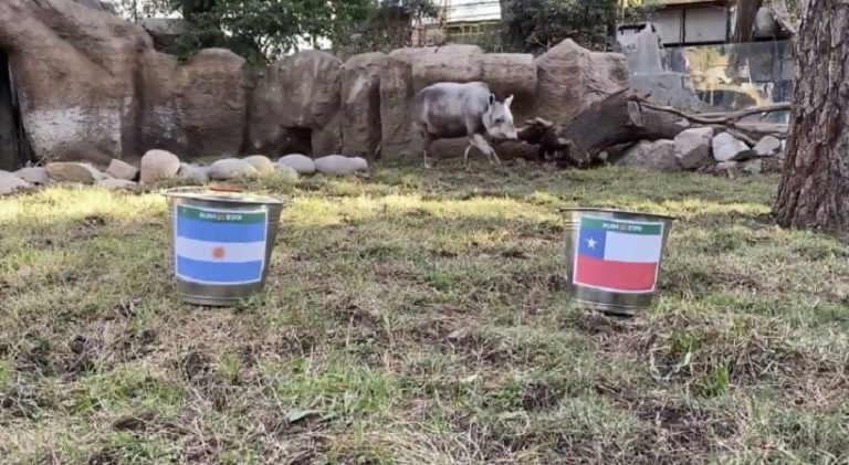 ¿Acertará? Tapir Manolo anticipó el resultado del duelo entre Argentina y Chile por las eliminatorias