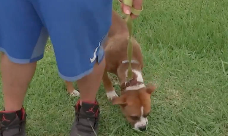 Mujer disparó contra un cachorro y una de las balas impactó a su hijo de 5 años