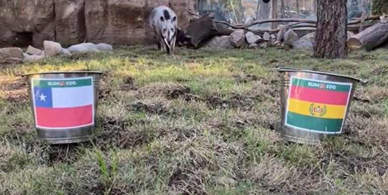 ¿Ahora sí? Tapir Manolo se la jugó con el pronóstico para el trascendental duelo de Chile ante Bolivia