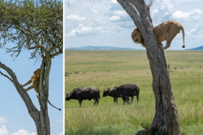 León fue captado arriba de un árbol para evitar el ataque de búfalos: Estuvo una hora ahí arriba