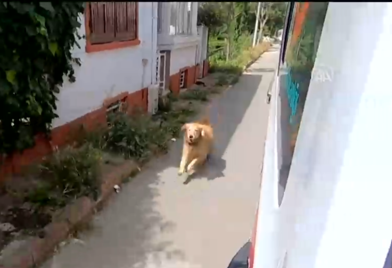 Perro persiguió por varias cuadras la ambulancia que trasladaba a su dueña al hospital