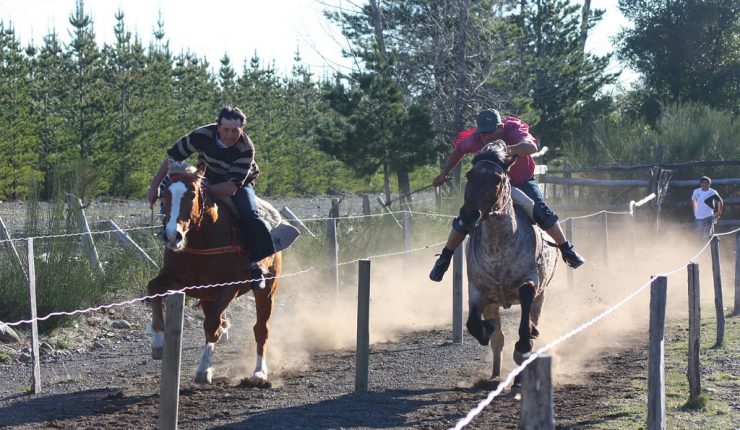 Carreras a la chilena piden volver en medio de la crisis sanitaria: Advierten graves pérdidas económicas