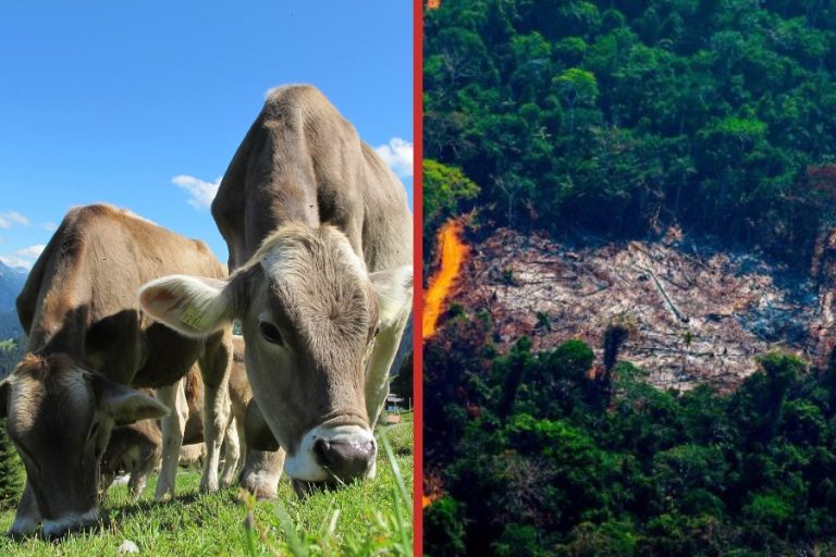 Brasil: Estudio advierte que la exportación de ganado vivo presiona la deforestación de la Amazonía