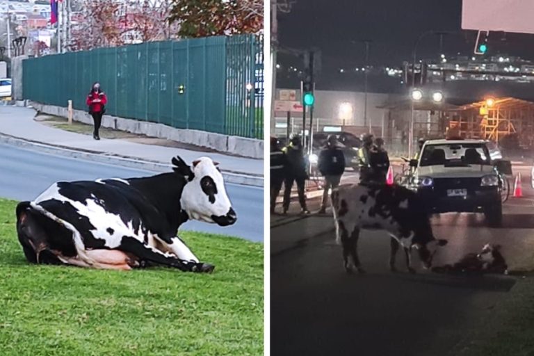Insólito: Una vaca parió a su ternero en plena vía pública en el sector El Belloto de Quilpué