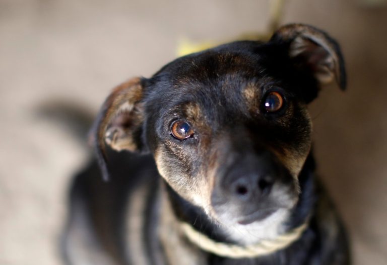 ¡Otro más! Encontraron a un tercer perro atrapado en socavón