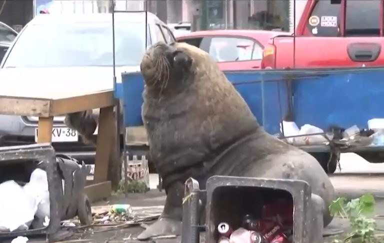 Buscan un lugar seguro: Lobos marinos se instalaron en la costa de Tomé escapando de las orcas