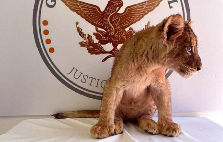 Decomisan un cachorro de león africano en un aeropuerto mexicano