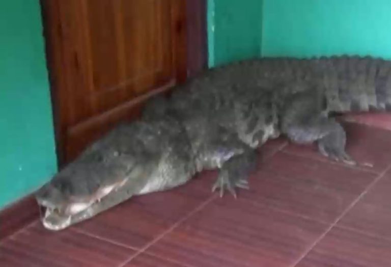 De infarto: Una niña se encontró con un cocodrilo al interior de su casa