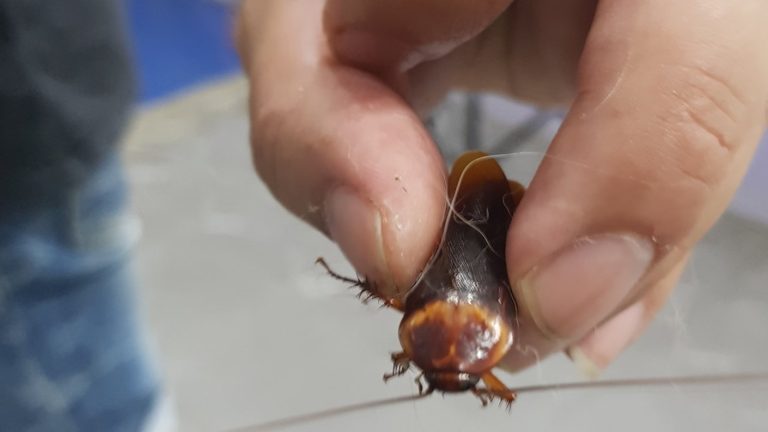 Hombre se hizo viral tras llevar una cucaracha herida al veterinario: 