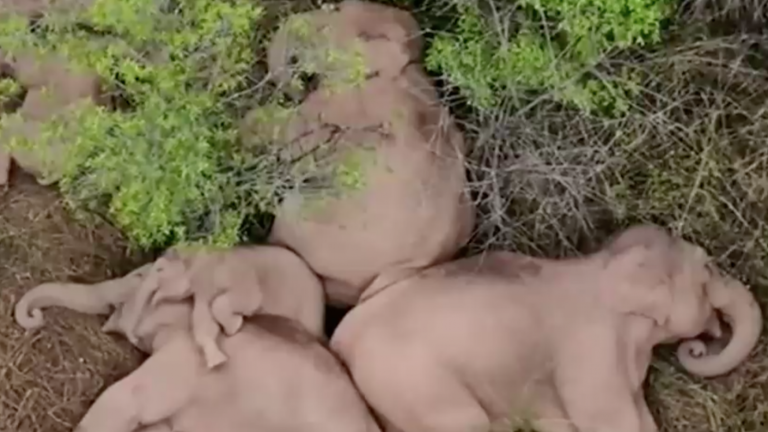 Adorables imágenes: Elefantes se tomaron un descanso después de caminar 500 kilómetros