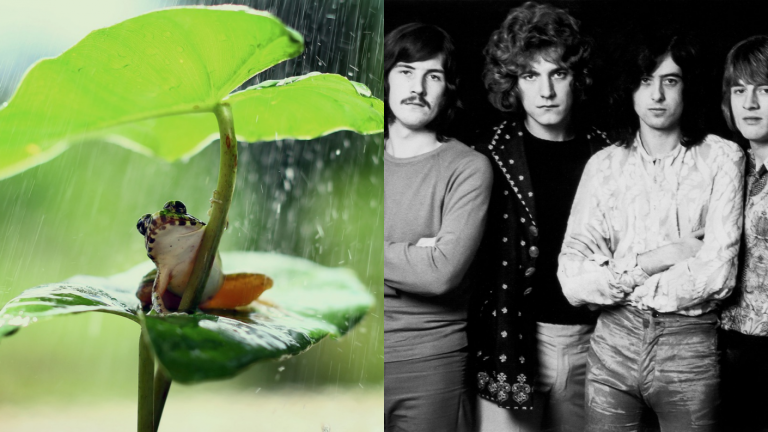 Descubren una nueva especie de rana y la bautizan como “Ledzeppelin”