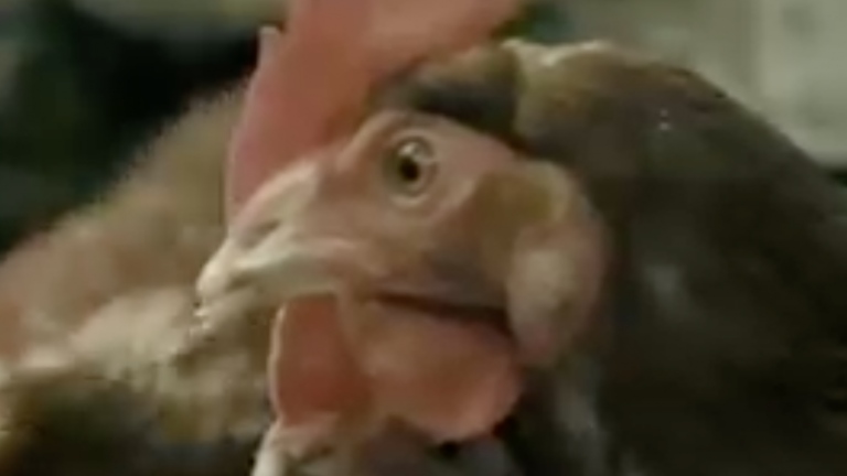 Colmevet se querelló: Denuncian que alimento de perros sacado del mercado fue utilizado como comida para aves