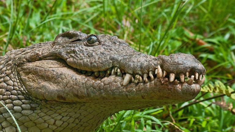 Cocodrilo atacó y mató a una mujer que lavaba ropa a orillas de una laguna