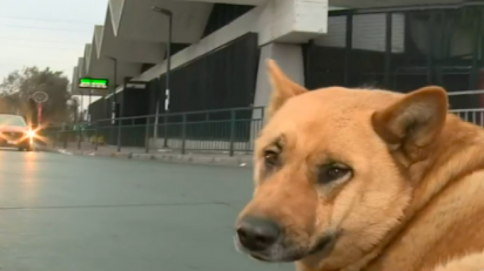 Perro fiscalizador: Simpático can acompaña a militares durante control en Lo Prado