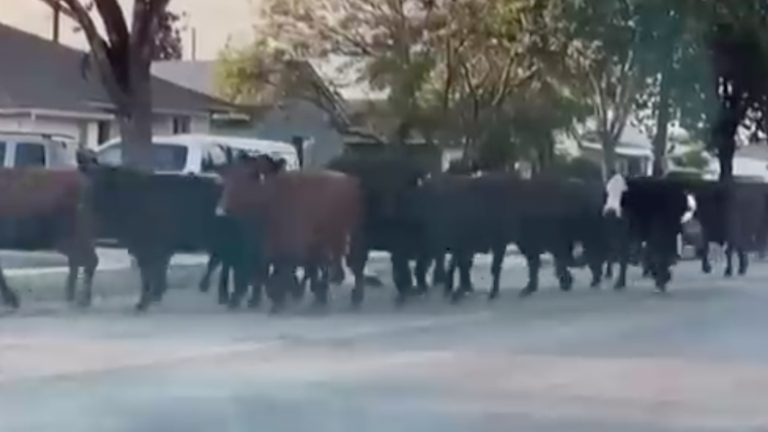 No tuvieron un final feliz: 40 vacas protagonizaron una estampida tras escapar del matadero