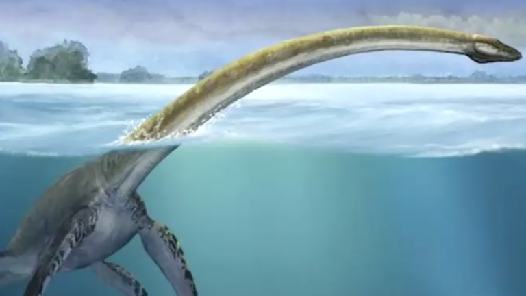 Algarrobo: Tesoro prehistórico estaría en riesgo por construcción de muelle