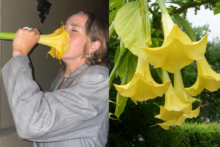 Bloguera y cantante terminó alucinando tras inhalar una flor venenosa que encontró en la calle