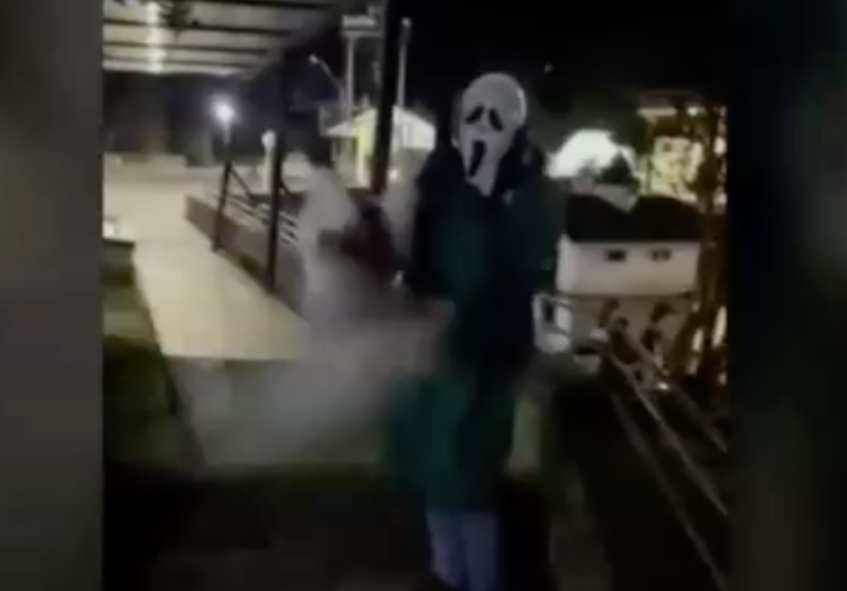 Comunidad los busca: Revuelo por insólito robo de gansos desde laguna artificial