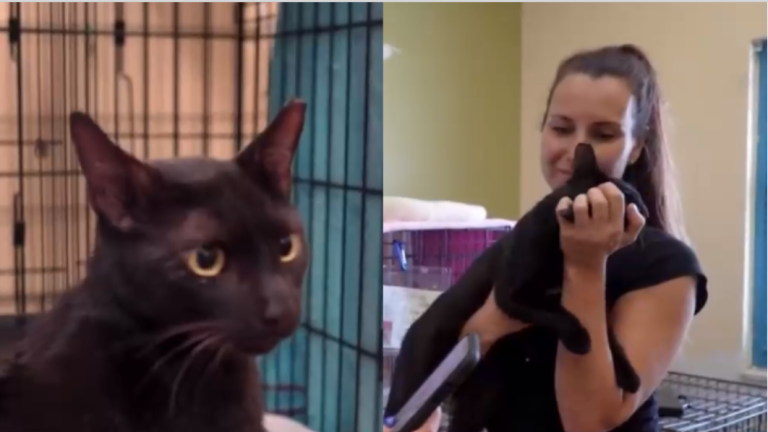 Gato fue rescatado de edificio derrumbado en Miami y se reunió con sus dueños a 16 días del accidente