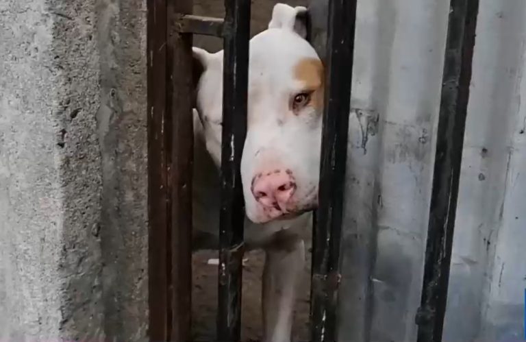 Mortal ataque de perro pitbull dejó a un muerto y a otra persona herida en Talca