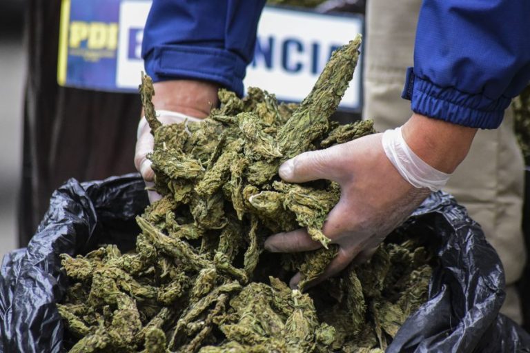 Intentó fugarse: PDI La Calera detuvo a sujeto con cerca de $33 millones en cannabis sativa