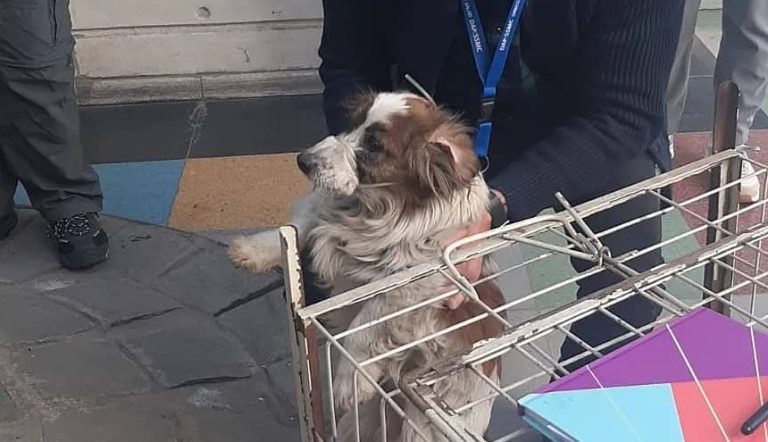 Perrito estuvo tres días afuera de un Cesfam en Estación Central: Quedó esperando a su dueño que falleció en el lugar