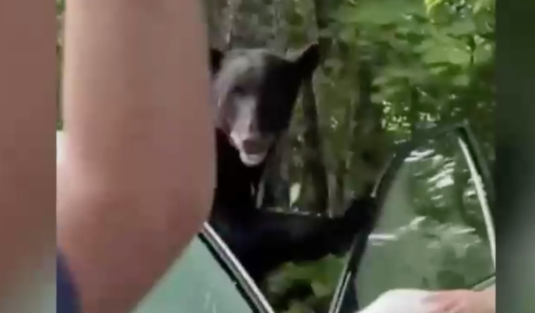 ¿Cómo llegó ahí? Oso fue sorprendido dentro de un auto y su dueño lo enfrentó para ahuyentarlo