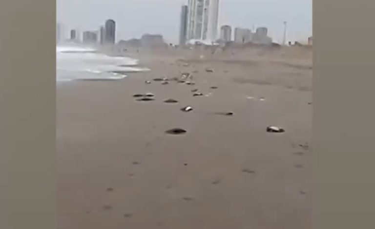 Más de 170 aves aparecieron muertas en las costas de Iquique