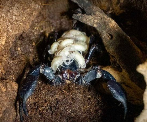 De cuerpo negro y cola filosa: Así es el escorpión más grande del mundo que nació en España
