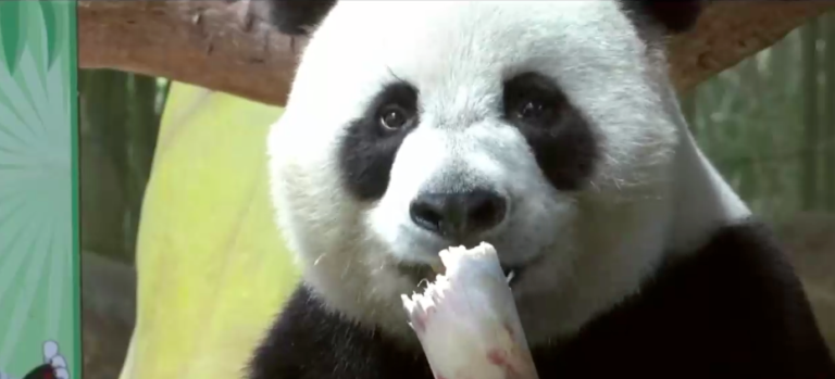 Pandas trillizos celebraron su cumpleaños número 7: Son los únicos en el mundo