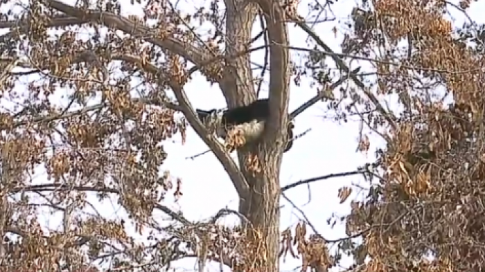 Rescatando a Toga: Bomberos fue en ayuda de gato que estaba atrapado en árbol de Ñuñoa