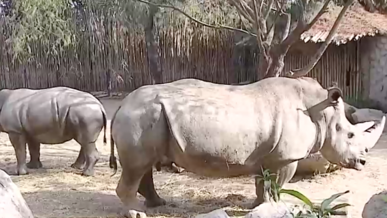 Aforos reducidos y entradas vía web: Reabren los zoológicos en Santiago