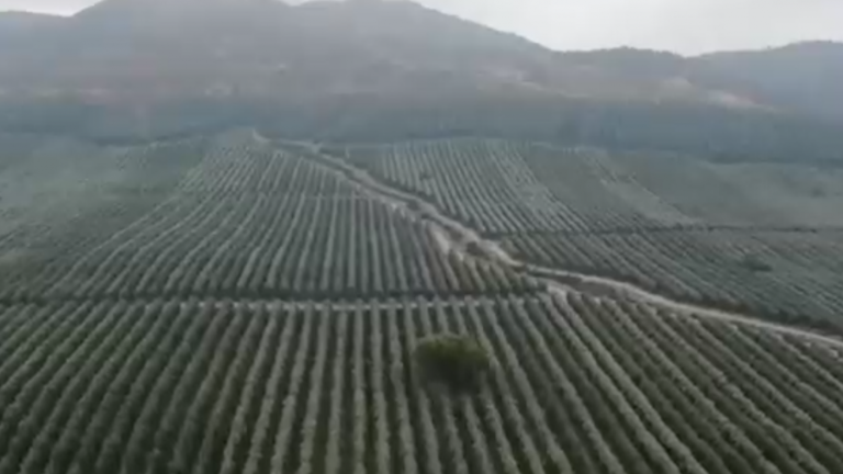 Incendios, sequía y Petorca: El inédito fallo contra monocultivos de paltas por daño al bosque nativo en Pichidegua