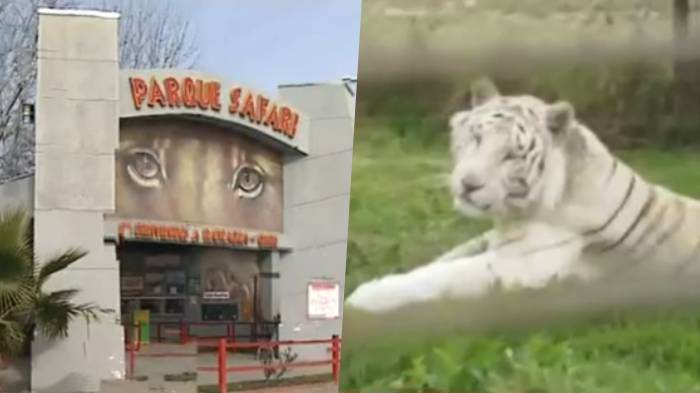 Mujer falleció tras ataque de tigre en Parque Safari de Rancagua