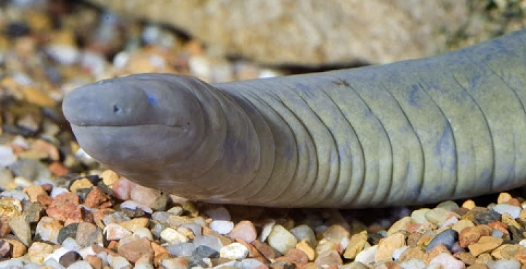 Alerta en EE.UU.: Científicos investigan aparición de serpiente pene en Miami