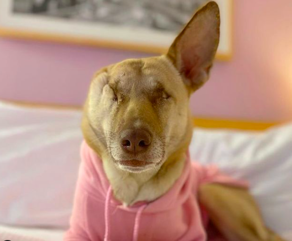 Maggie, la perrita que sobrevivió a 17 disparos y se convirtió en animal de terapia