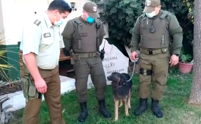 Rescatan a perrito que fue arrojado a un canal dentro de un saco en Llay Llay