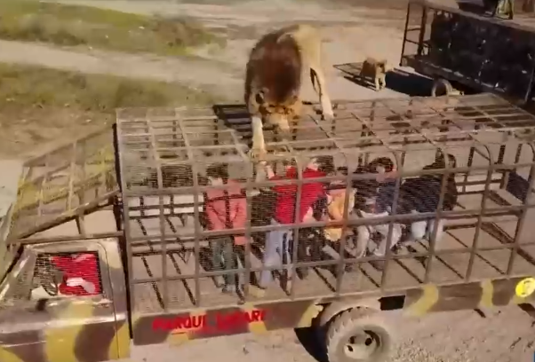 León la habría mordido: Ex trabajadora de Parque Safari denunció ataque similar que fue ocultado