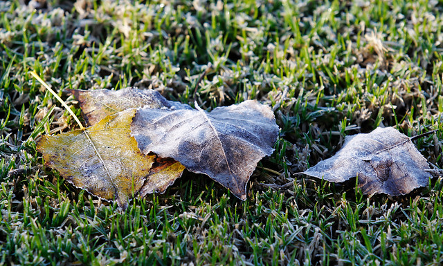 Hasta -4 C: Meteorología emite alerta por heladas matinales en la zona centro-sur