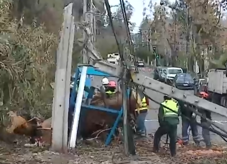 ¿Quién responde? Árbol se desplomó y destruyó vehículos tras fuertes vientos